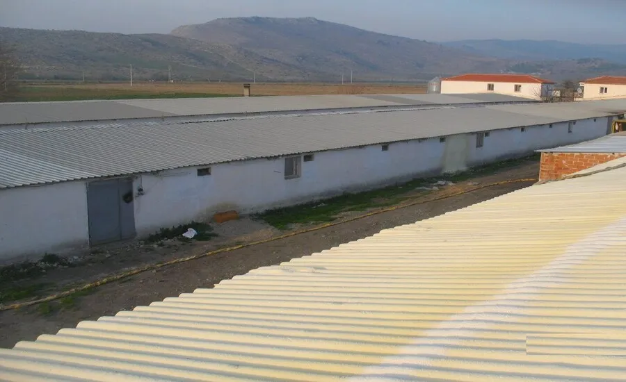 Tavuk ve Mantar Çiftlikleri